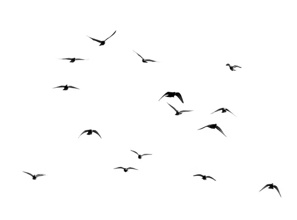 Flock av duvor på en vit bakgrund — Stockfoto
