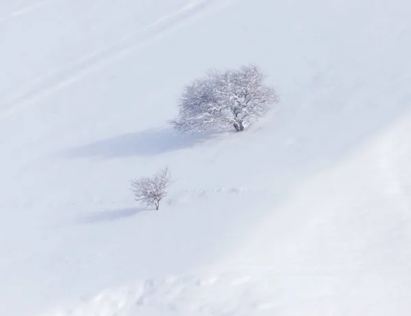 Дерево в снігу в горах — стокове фото