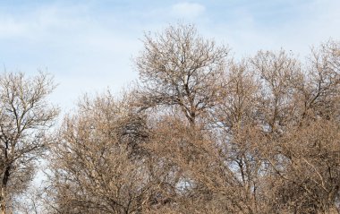 Mavi gökyüzüne karşı yapraksız ağaç dalları