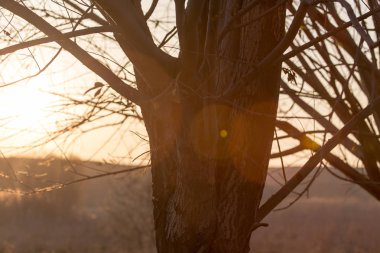gün batımında çıplak dalları ile ağacı