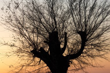 gün batımında çıplak dalları ile ağacı