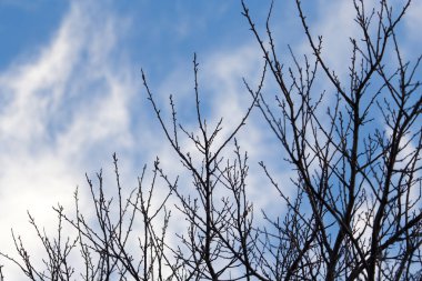 gökyüzüne karşı çıplak dalları ile ağacı