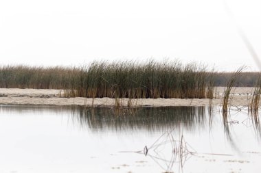 sazlık gündoğumu gölde üzerinde