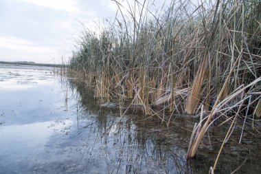 sazlık gündoğumu gölde üzerinde