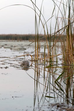 sazlık gündoğumu gölde üzerinde