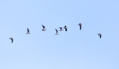 Gökyüzündeki kuş sürüsü