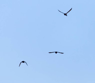 Gökyüzündeki kuş sürüsü