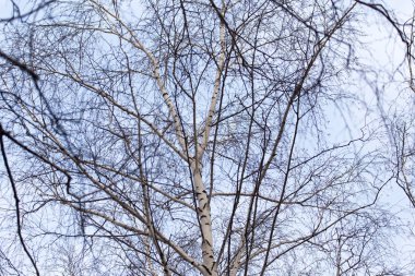 Gün doğumunda bir ağacın çıplak dalları