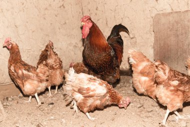 renkli tavuk tavuk çiftliği