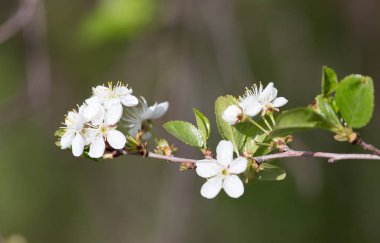 Doğadaki ağaçta beyaz çiçekler