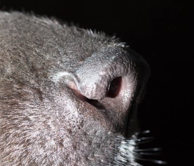 güzel siyah köpek burun. Makro