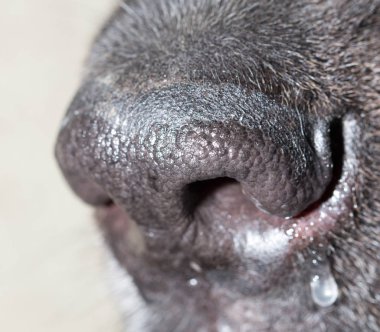 güzel siyah köpek burun. Makro