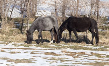 Kışın otlakta bir at.