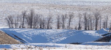 açık havada kışın ağaçlar