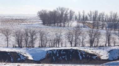 açık havada kışın ağaçlar