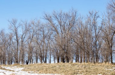 açık havada kışın ağaçlar