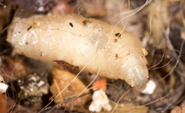 Beyaz doğada larvalar. makro