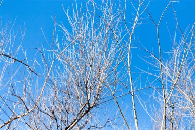 Mavi gökyüzüne karşı yapraksız ağaç dalları