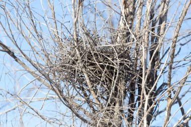 Mavi gökyüzü karşı dallar arasında yuva