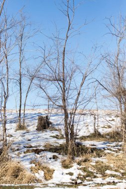 açık havada kışın ağaçlar