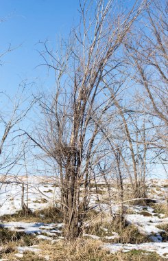 açık havada kışın ağaçlar