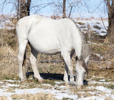 doğada Kış beyaz ata