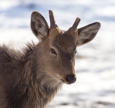 Kışın parkta geyik