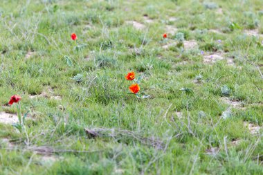 Vahşi kırmızı lale niteliğine