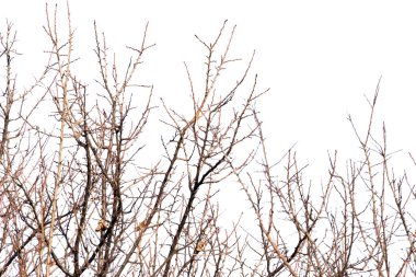 Beyaz arkaplanda ağaç dalları