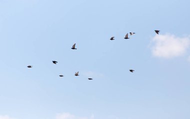 Gökyüzünde bir güvercin sürüsü