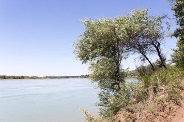 ağaçlar Syr Darya Nehri üzerinde. Kazakistan