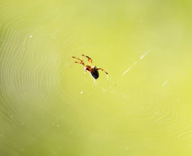 doğada bir web örümcek