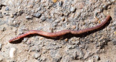 kırmızı solucan yere. Makro