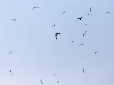 Kartal gökyüzünde üzerinde uçan martı