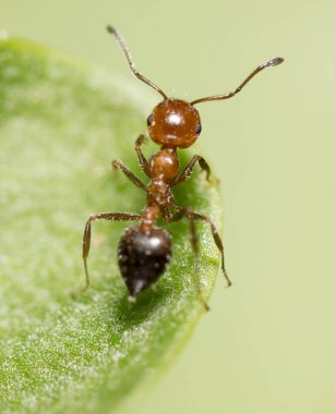 karınca doğada. Makro