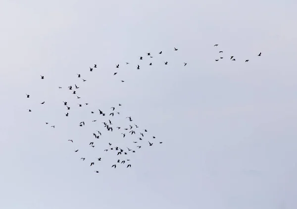 Een kudde meeuwen in de lucht — Stockfoto