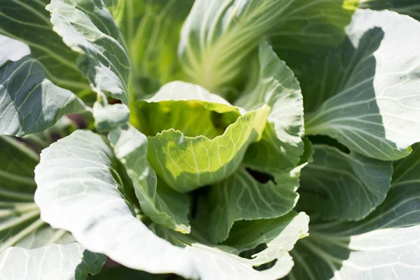 Koolbladeren in de tuin — Stockfoto