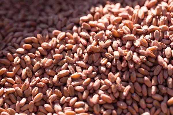 Красный пшеницы в качестве фона — стоковое фото