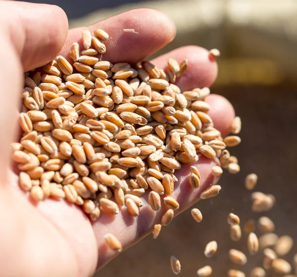 Wheat in hand — Stock Photo, Image