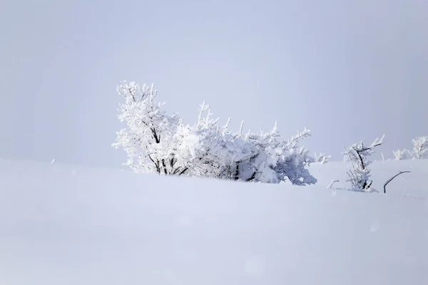 Зимове дерево в природі — стокове фото