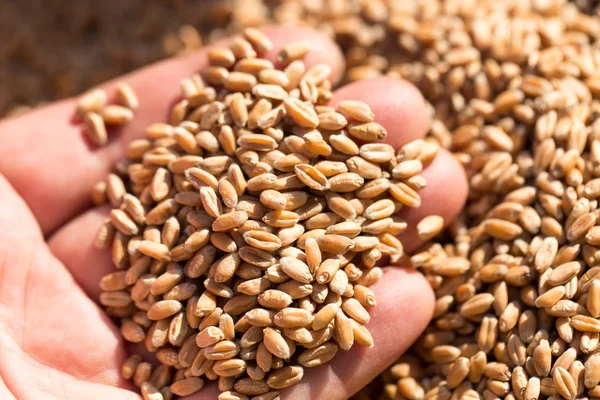 Wheat in hand — Stock Photo, Image