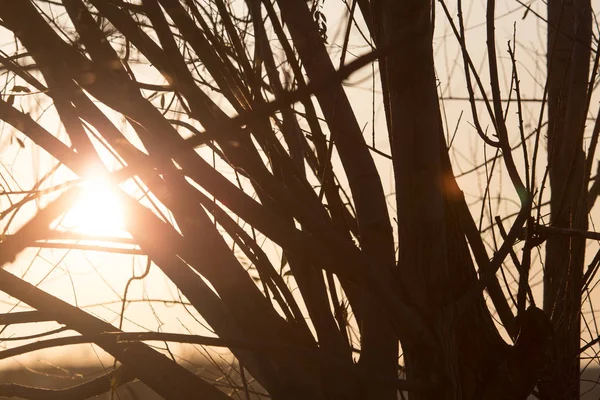 Árbol con ramas desnudas al atardecer —  Fotos de Stock