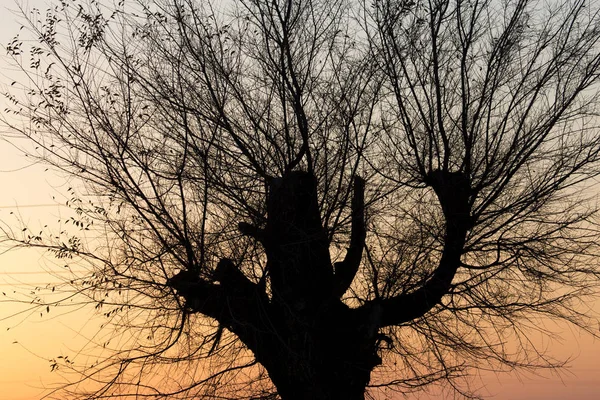 Arbre aux branches nues au coucher du soleil — Photo