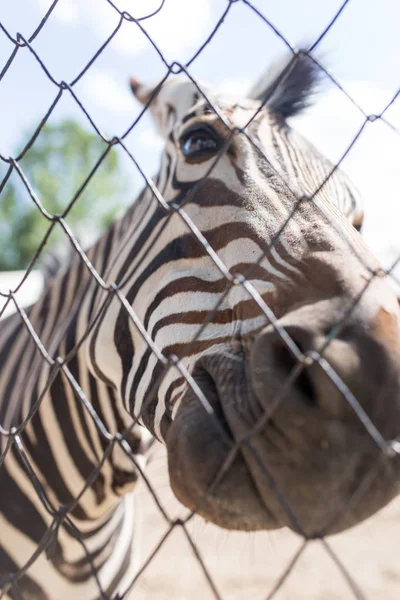 Retrato de uma zebra em um jardim zoológico atrás de uma cerca — Fotografia de Stock