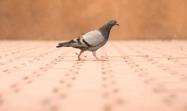 Yolda güvercin — Stok fotoğraf