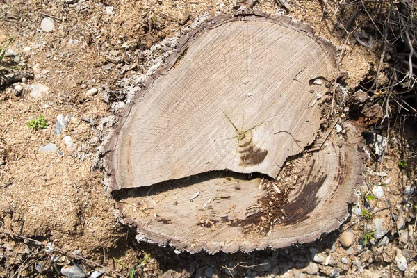 O toco de uma árvore na natureza — Fotografia de Stock