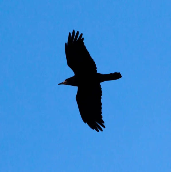 Kråka på en bakgrund av blå himmel — Stockfoto