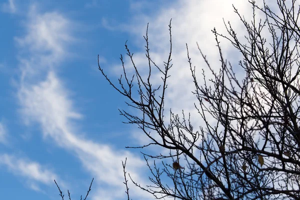 Árvore com ramos nus contra o céu — Fotografia de Stock