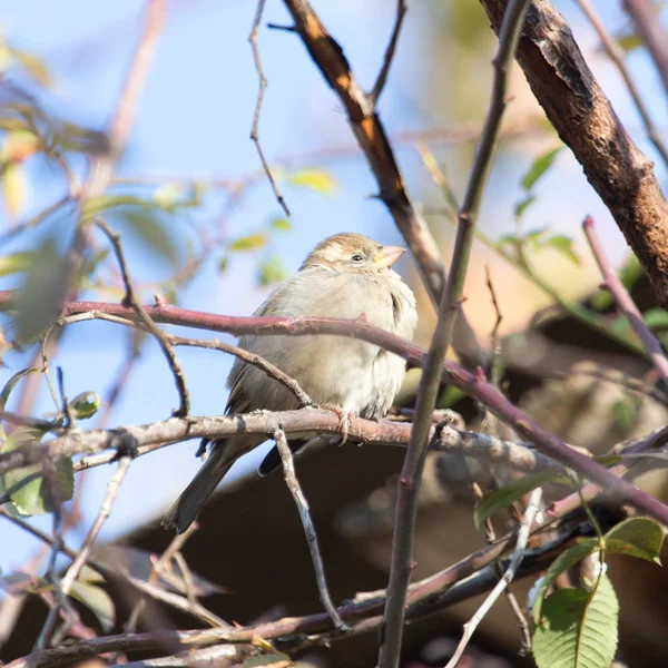 Gorrión en una rama en la naturaleza — Foto de Stock