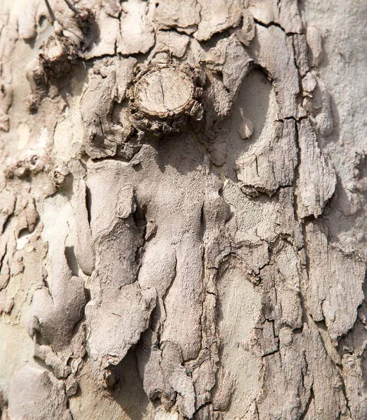 Achtergrond van de schors — Stockfoto